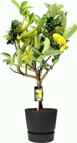 Citrus Hand of Buddha in ELHO outdoor sierpot Greenville Rond (zwart) ↨ 80cm - hoge kwaliteit planten