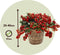 Plant in a Box - Gaultheria mucronata - Rode Pernettya in Mand - Parelbes - Winterharde groenblijvende plant - Pot 17cm - Hoogte 25-40cm