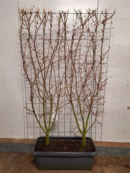 Hedge to Go - Viburnum tinus Haag