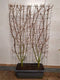 Hedge to Go - Viburnum tinus Haag