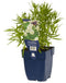 Griffioen - Achillea ptarm. 'The Pearl'