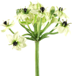 Heracleum Lavilla groen