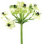 Heracleum Lavilla groen
