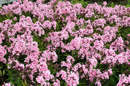3 stuks Phlox P Bright Eyes Samplant
