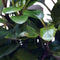Easy grow 67 lobelia cardinalis dwarf