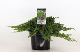Warentuin natuurlijk - Juniperus procumbens nana 40 cm