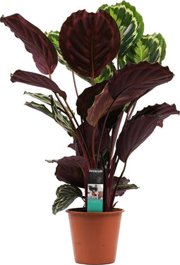 Calathea Medaillon - Hoogte ↕ 70cm - Pot ∅ 19cm