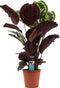 Calathea Medaillon - Hoogte ↕ 70cm - Pot ∅ 19cm