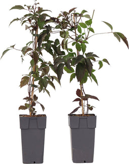Plant in a Box - Clematis montana 'Fragrant Spring' - set van 2 - Bosrank - ⌀50cm - Hoogte 60-70cm