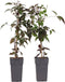 Plant in a Box - Clematis montana 'Fragrant Spring' - set van 2 - Bosrank - ⌀50cm - Hoogte 60-70cm