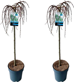 Plant in a Box - Salix Arbuscula - Zwitserse dwergwilg op stam - set van 2 - Boompjes - Potmaat 19 cm - Hoogte 80-90 cm - Frisgroen