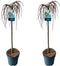 Plant in a Box - Salix Arbuscula - Zwitserse dwergwilg op stam - set van 2 - Boompjes - Potmaat 19 cm - Hoogte 80-90 cm - Frisgroen