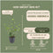 Plants by Frank | 48 Atlantische Klimopplanten | Hedera Hibernica | Winterharde bodembedekker planten | tuinplanten | Winterharde vaste planten meerjarig | Winterharde tuinplanten