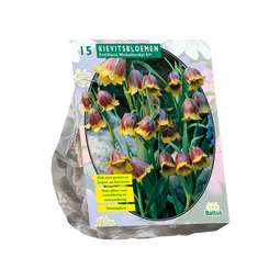 Baltus - Fritillaria Michailovskyi per 15 bloembollen