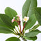 Plant in a Box - Plumeria Frangipani Paars - Hawaii - Tropische kamerplant - Sterk geurende bloemen - Pot 17cm - Hoogte 55-70cm