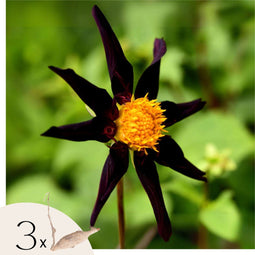 Plant in a Box - Dahlia 'Verrone's Obsidian' - set van 3 - zomerbloeiers - dahliaknollen - tuinbloemen - Paars