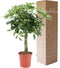Schefflera Arboricola Nora - Bakker Mondo - Groene Plant- Hoogte 80 cm