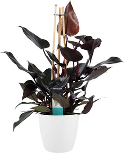 Philodendron Ruby - Pyramide in ELHO Round (wit) ↨ 70cm - hoge kwaliteit planten