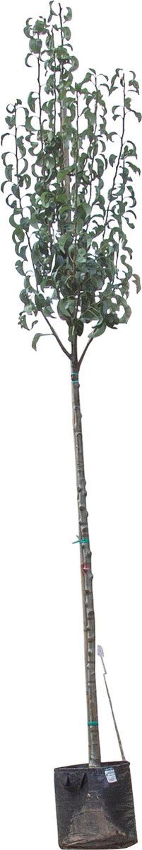 Grote perenboom Conference | Pyrus C. Conference 10-14 cm | Bomenbezorgd.nl