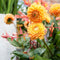 Plant in a Box - Dahlia 'Sylvia' - set van 3 - zomerbloeiers - dahliaknollen - tuinbloemen - Oranje