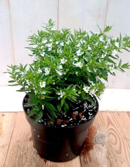 3 stuks! Luciferplant wit