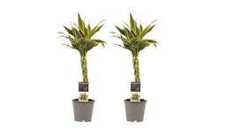 Decorum Duo 2 x Dracaena Sandriana white met Anna grey
