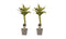 Decorum Duo 2 x Dracaena Sandriana white met Anna grey