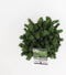 Picea glauca Alberta Globe