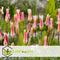Plant in a Box - Tulipa Clusiana Stellata - Bloembollen x20 - Tulp - Wit en Roze - Stervormig