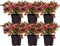 Plants by Frank | set van 6 Parelbes planten | 6x Pernettya mucronata roze | 6x roze | 12 cm Ø | 20 cm hoog | winterharde planten | tuinplanten | planten