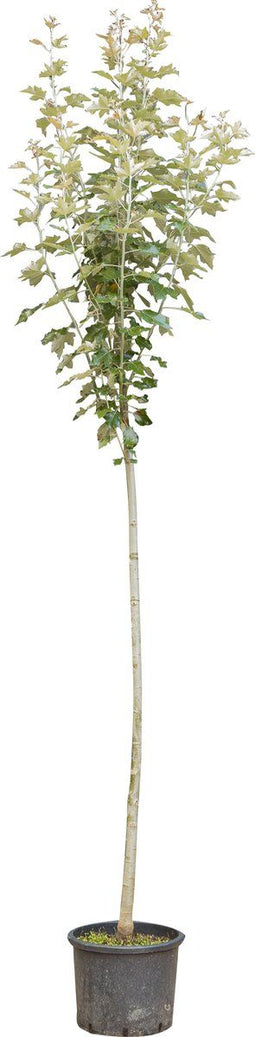 2 stuks! Witte abeel Populus alba 250 cm