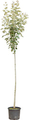 2 stuks! Witte abeel Populus alba 250 cm