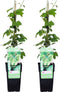 Plant in a Box - Humulus lupulus 'Nordbrau' - 2 Klimplanten - Hopplanten - Pot 15cm - Hoogte 50-60cm