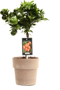 Citrus Mandarin in Verona pot ↨ 45cm - hoge kwaliteit planten