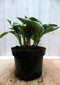 Hosta groenwit