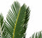 Decorum Cycas Revoluta met Elho brussels white