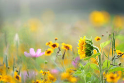 Customize it - Tuinschilderij wildbloemen 70x50cm