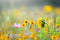 Customize it - Tuinschilderij wildbloemen 70x50cm
