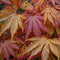Japanse Esdoorn - Set van 4 - Acer 'Orange Dream' - Hoogte 25-40cm - ⌀10,5cm - Acer palm. Orange Dream P10,5 x4