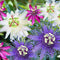 Plant in a Box - Mix van 6 Passiflora - Passievrucht - Klimplant - Pot 9cm - Hoogte 25-40cm