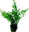 Ap-bolbitis heudelotii 5 cm pot