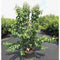 Zevenzonenboom solitair | Heptacodium miconioides 100-125 hoog| Bomenbezorgd.nl