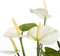 Mica Decorations Anthurium Kunstplant - H38 x Ø30 cm - Wit