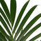 Goed & Groen - Decorum Kentia Palm - Elho brussels white - ↨ 100cm - Potmaat 21 - Exclusieve Kwaliteit Planten - Kamer Plant - Kamerplanten - Sfeer - Interieur