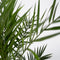 Plant in a Box - Phoenix Canariensis - Pot 15cm - Hoogte 50-60cm - Winterhard - Dadelpalm