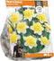 Narcissus Double Ice King (Sp) per 8