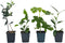 Plant in a Box - Medi Mix - Set van 4 - Mediterrane Fruitbomen - Pot 9cm - Hoogte 25-40cm