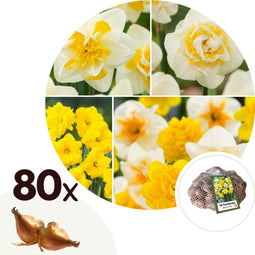 Plant in a Box - Narcissen Dubbel Mix - 80x Narcissenbollen - Vroegbloeiende winterharde bloembollen voor in de tuin