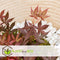 Plant in a Box - Acer palmatum ´Atropurpureum´ - Japanse Esdoorn - Donkerrode bladeren - Pot 19cm - Hoogte 60-70cm