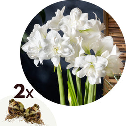 Plant in a Box - Amaryllis - Set van 2 - Hippeastrum - Bloembollen - Witte bloemen